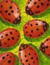 tn_ladybugs.jpg