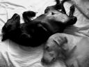 tn_sleeping-dogs.jpg